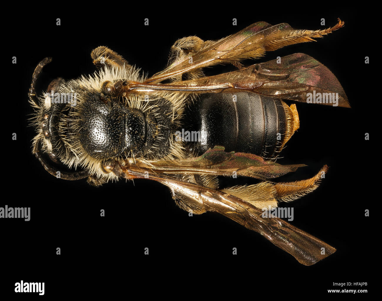 Andrena forbesii, f, torna il Maryland 2016-03-29-14,45 Andrena forbesii, f, torna il Maryland 2016-03-29-1445 25664948984 o Foto Stock
