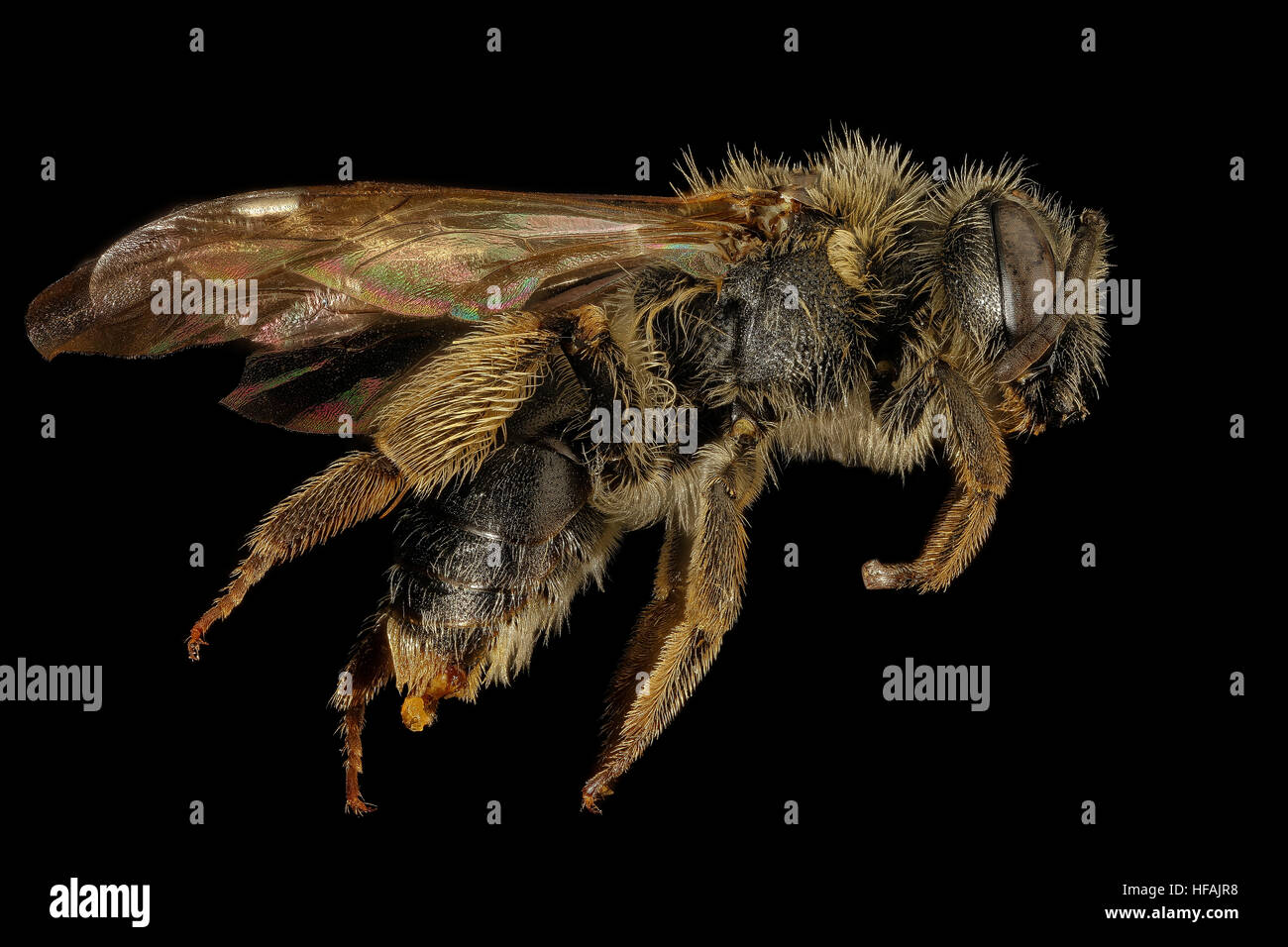Andrena forbesii, f, lato, Maryland 2016-04-01-09.34 Andrena forbesii, f, lato, Maryland 2016-04-01-0934 26177310412 o Foto Stock