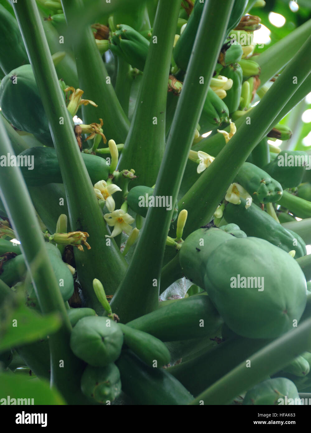 Una papaia, papaw, o di papaia (Carica papaya) albero con i fiori e i frutti acerbi. San Jose, Costa Rica. Foto Stock