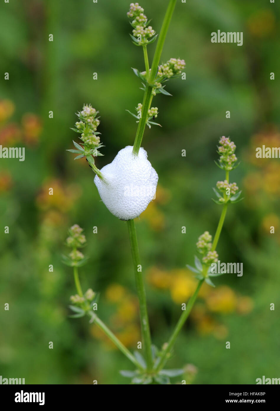 Il cuculo allo spiedo, una copertura protettiva di bolle fatte da una ninfa froghopper, probabilmente (Philaenus spumarius). Orwell, Oxfordshire, Regno Unito. Foto Stock