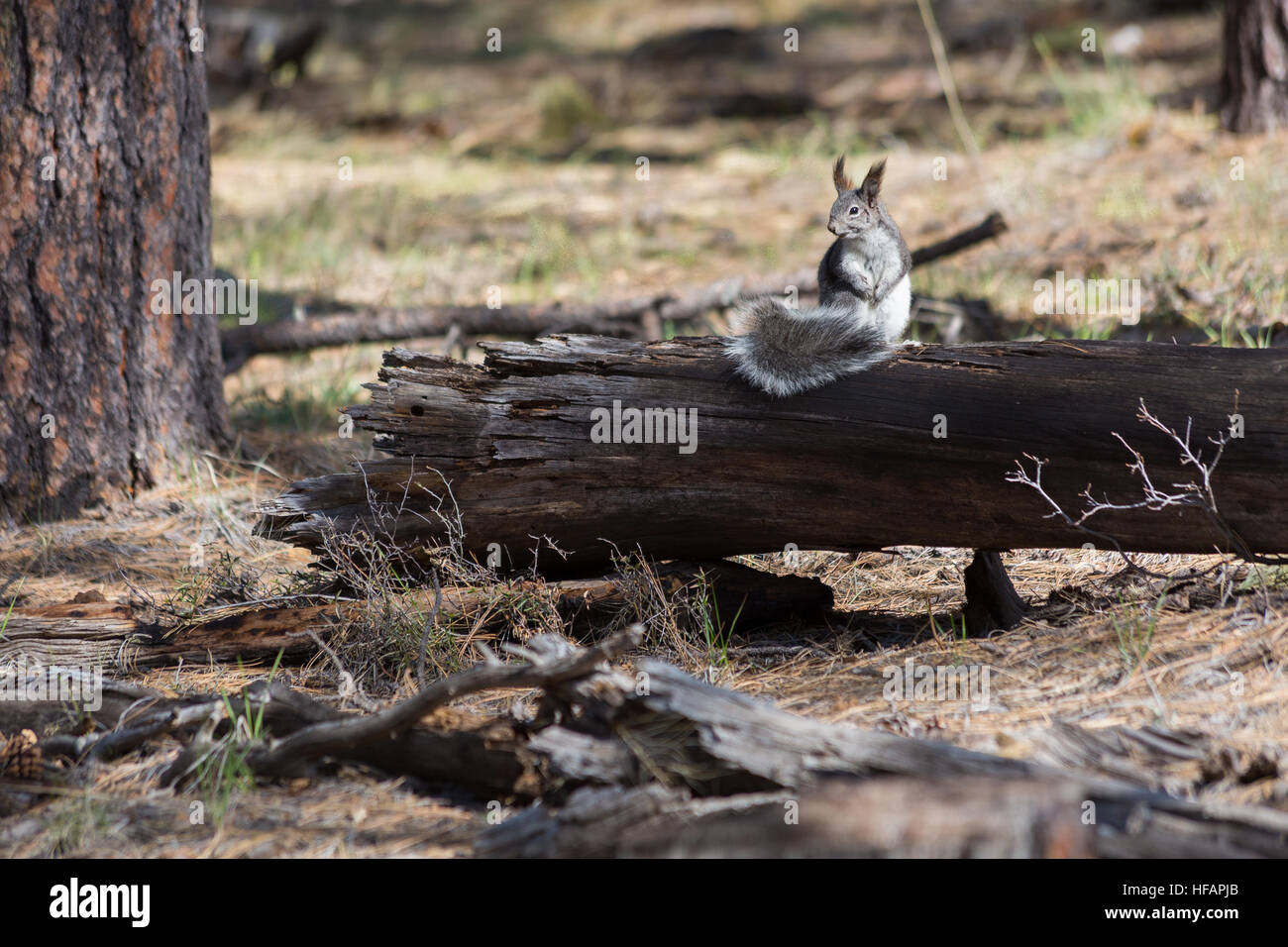 Un scoiattolo Kaibab cercando cautamente intorno i suoi dintorni lungo la Arizona Trail. Coconino National Forest, Arizona Foto Stock