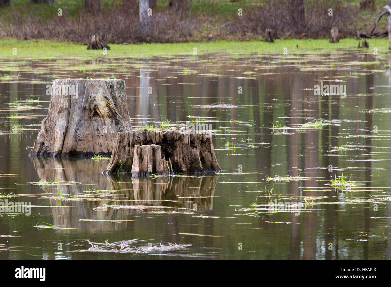 Ceppi di alberi sporgenti di un laghetto che precedentemente era stato arginato lungo la Arizona Trail. Coconino National Forest, Arizona Foto Stock