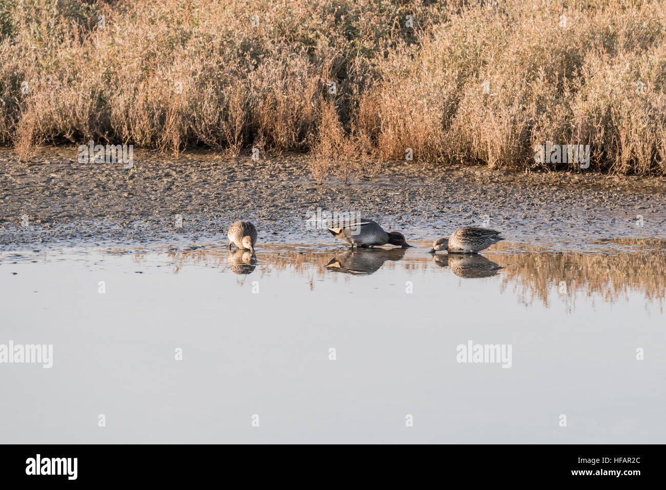 Tre Teal alimentare Foto Stock