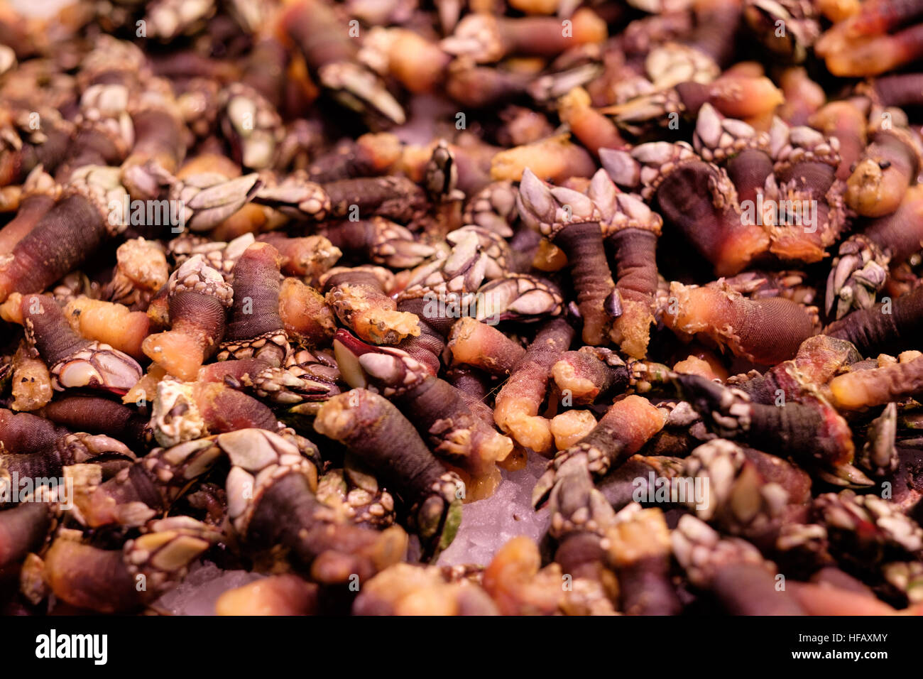 Frutti di mare cardidi barnacle limpet close up Foto Stock