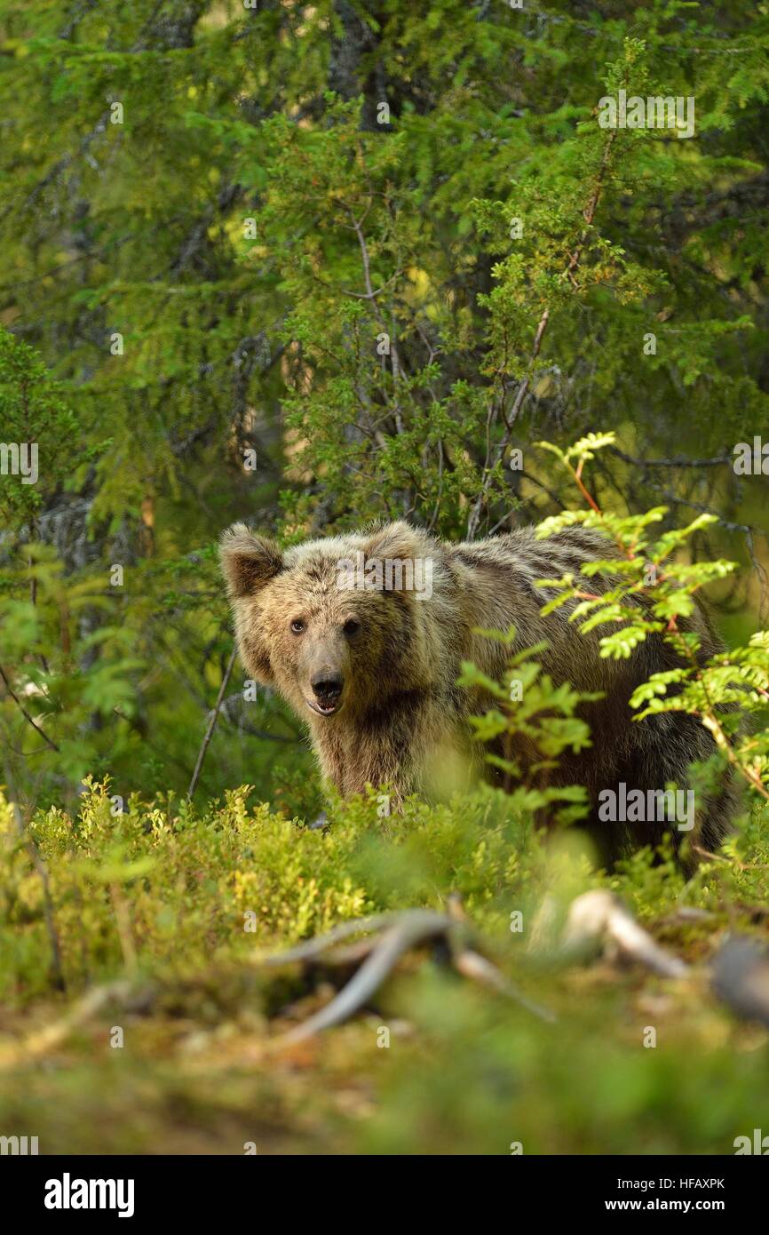 I giovani portano in foresta Foto Stock