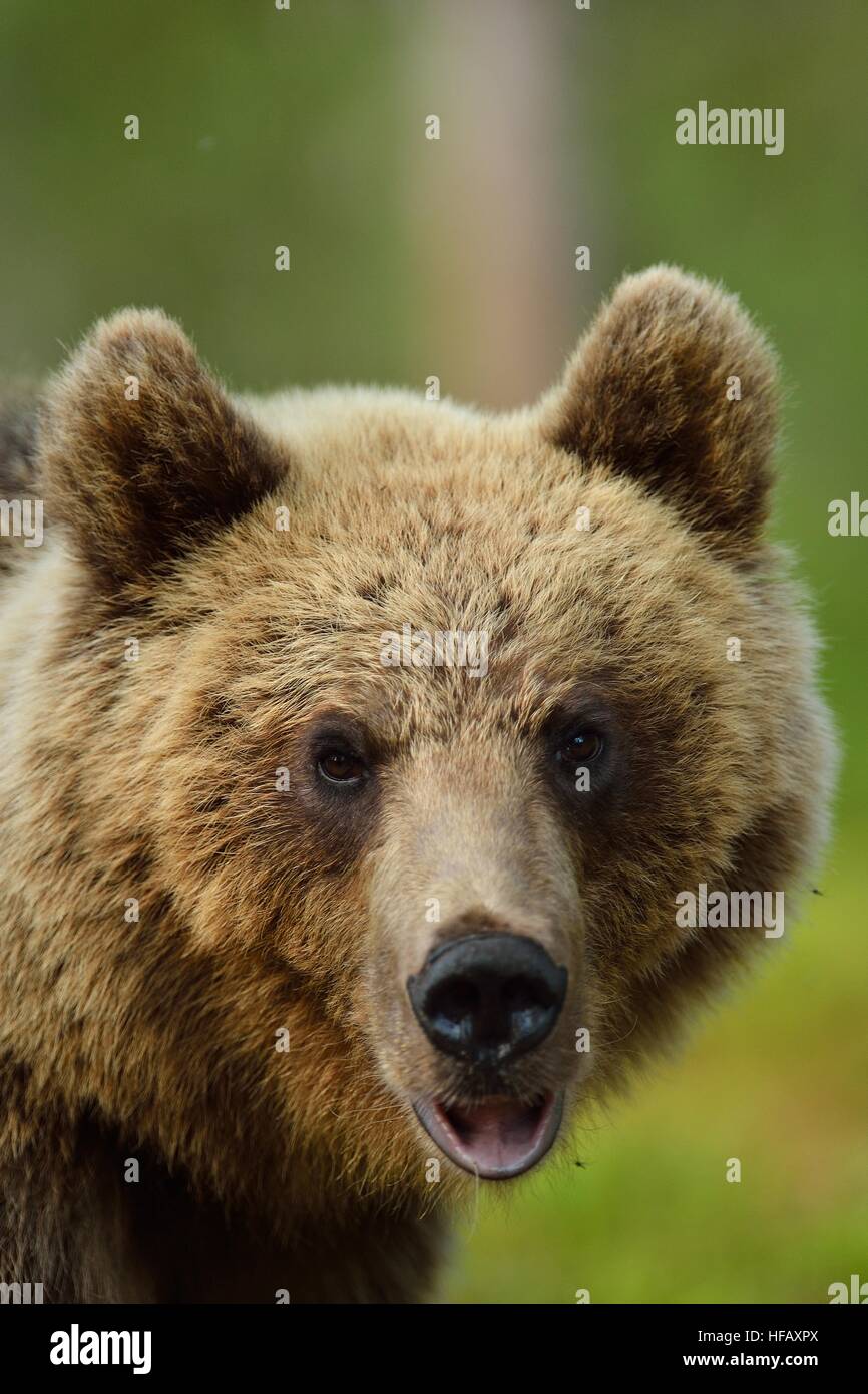 Orso bruno ritratto in una foresta Foto Stock