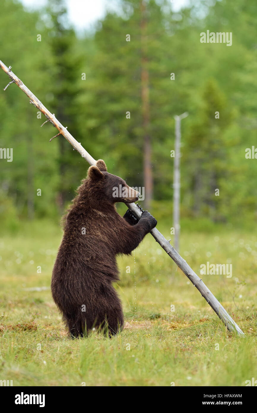 Tenere in piedi e tenendo premuto da un albero. Portare appeso a un albero. Foto Stock