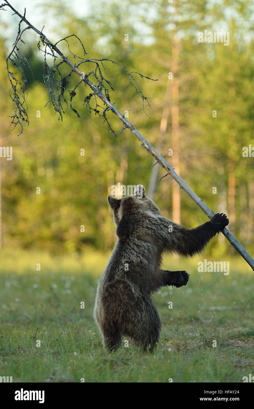 Orso bruno in piedi con un albero, a nord della Karelia, Finlandia. Orso bruno appeso ad un albero. Foto Stock