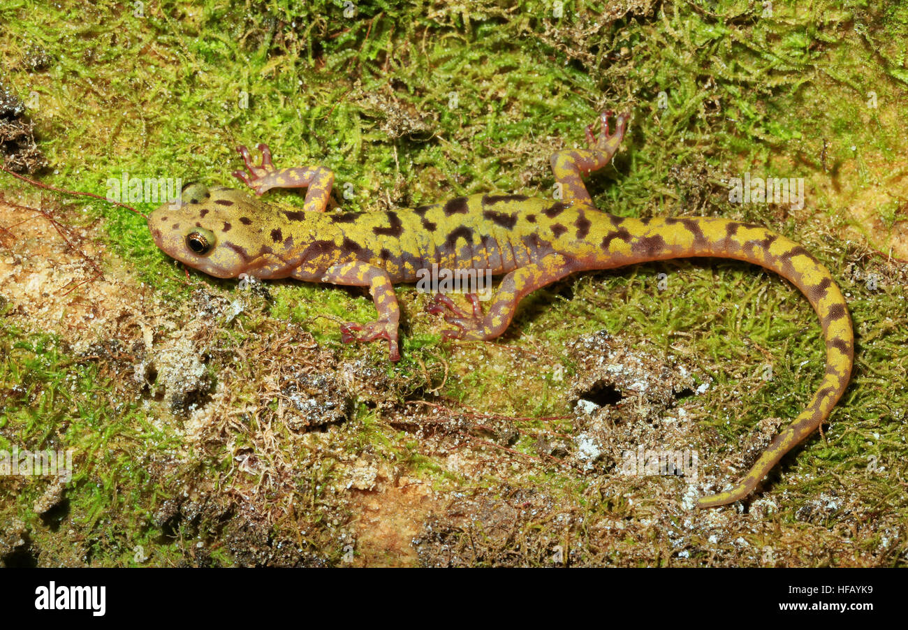 Il Tennessee e il Kentucky celebrano il loro ruolo storico nella formazione degli Stati Uniti. Questi stati ospitano diversi ecosistemi, compresi gli anfibi come le salamandre, che sono importanti per la ricerca biologica e gli sforzi di conservazione. Foto Stock