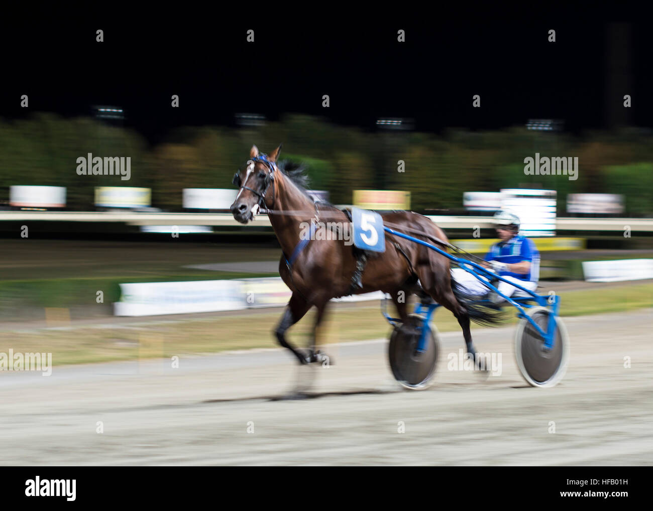 Effetto di panning - foto sfocata notte cavallo di razza in background Foto Stock