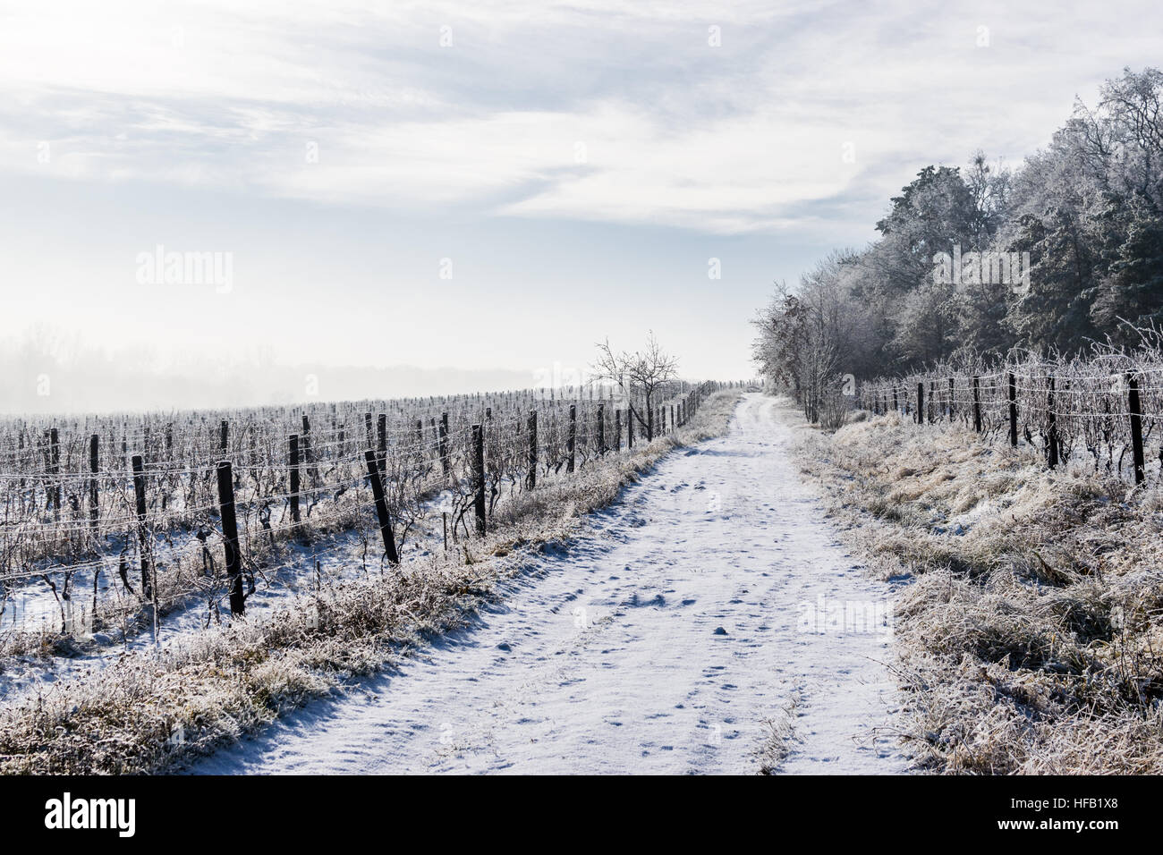 La strada attraverso la vigna congelati Foto Stock