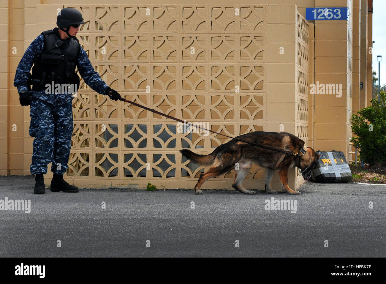 110222-N-YR391-003 MAYPORT, Fla. (feb. 22, 2011) Master-at-Arms marinaio apprendista Robert Blaton, un gestore di cane assegnato alla Naval Station Mayport militari cane di lavoro il programma e il suo cane Benny condurre un esplosivo proficiency evoluzione durante l'esercizio cortina di solido e la cittadella scudo 2011. Esercizio cortina di solido e la Cittadella Shield è un annuale all'antiterrorismo e protezione della forza di esercizio che è eseguita in tutti gli Stati Uniti continentali installazioni navali. (U.S. Foto di Marina di Massa lo specialista di comunicazione 2a Gary Granger Jr./rilasciato) - UFFICIALE DEGLI STATI UNITI Le immagini della marina - Navy sicurezza gestore cane prendere Foto Stock