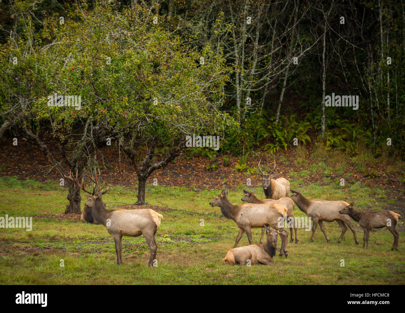 Roosevelt Bull Elk Cervus canadensis roosevelti Prairie Creek Redwoods State Park Humboldt County in California Foto Stock