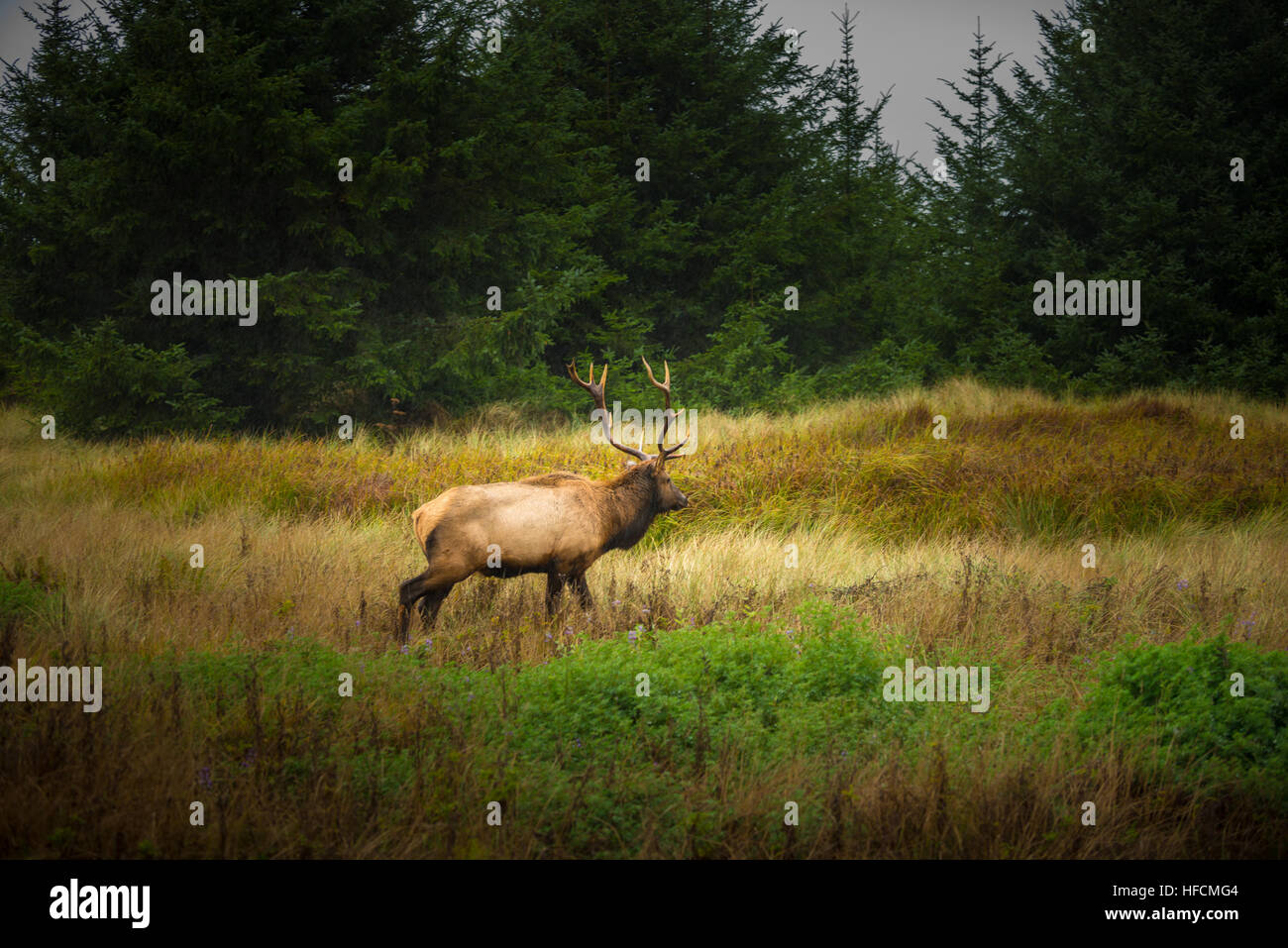 Roosevelt Bull Elk Cervus canadensis roosevelti Prairie Creek Redwoods State Park Humboldt County in California Foto Stock