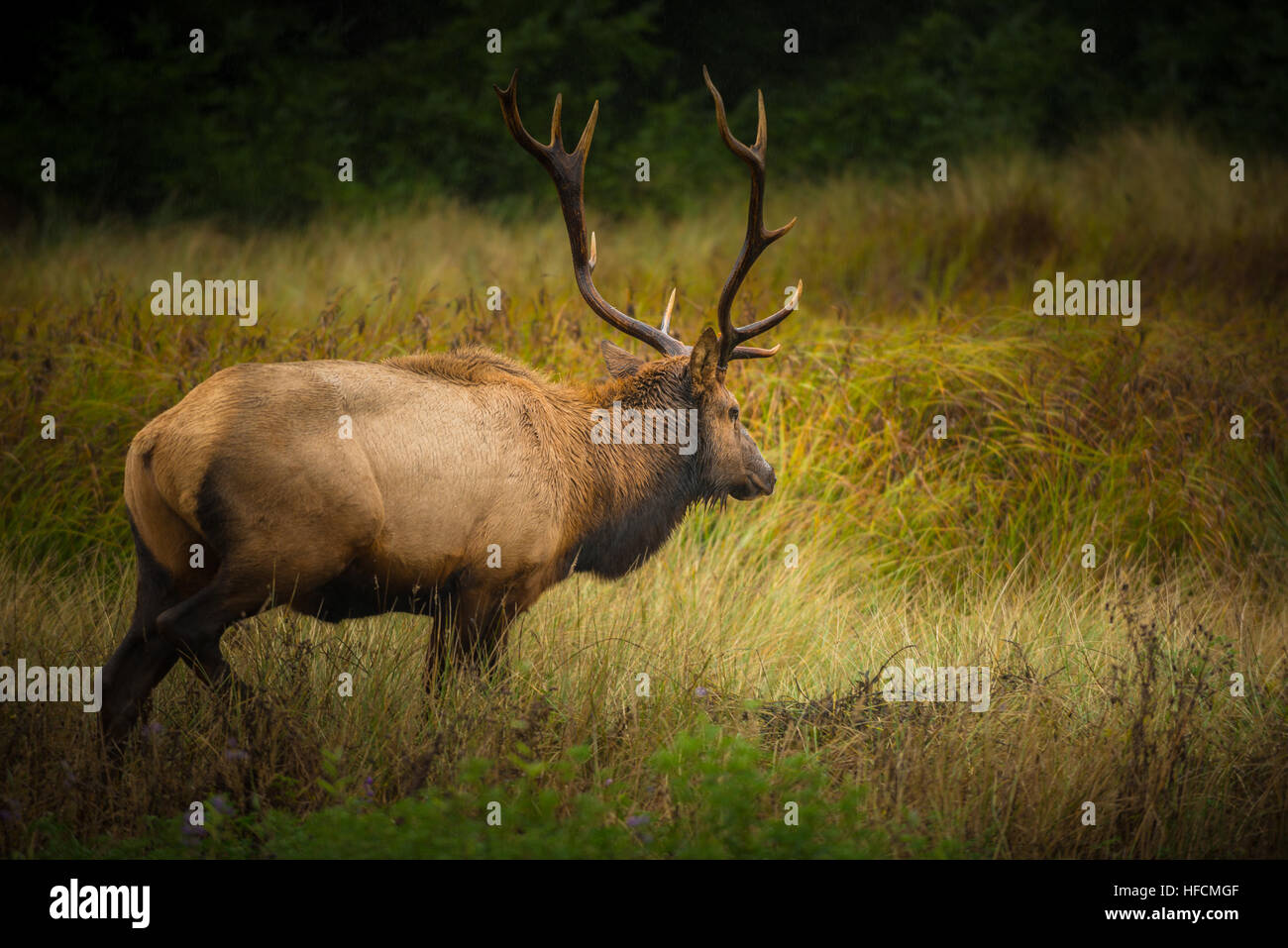 Roosevelt Bull Elk Cervus canadensis roosevelti Prairie Creek Redwoods State Park Humboldt County in California Foto Stock