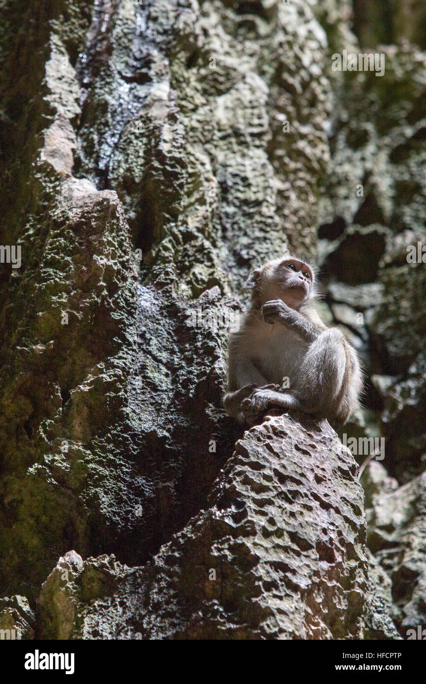 Una scimmia macaco poggia su di una roccia all'interno di Grotte Batu tempio indù di Kuala Lumpur in Malesia Foto Stock