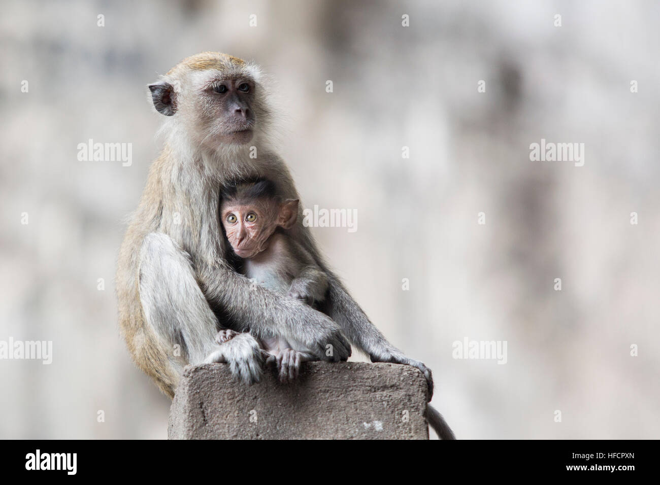 Una femmina di macaco poggia mentre si alimenta il suo bambino a Grotte Batu tempio indù di Kuala Lumpur in Malesia Foto Stock