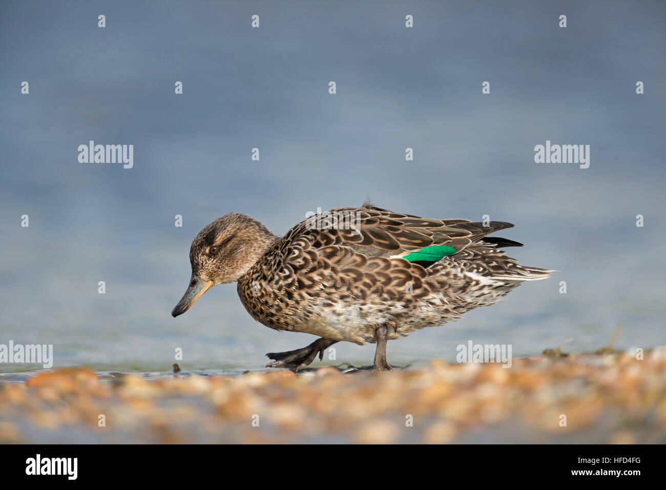 Teal / Krickente ( Anas crecca ), femmine di anatra, in abito di allevamento, camminando su una banca di cozze, alla ricerca di cibo. Foto Stock