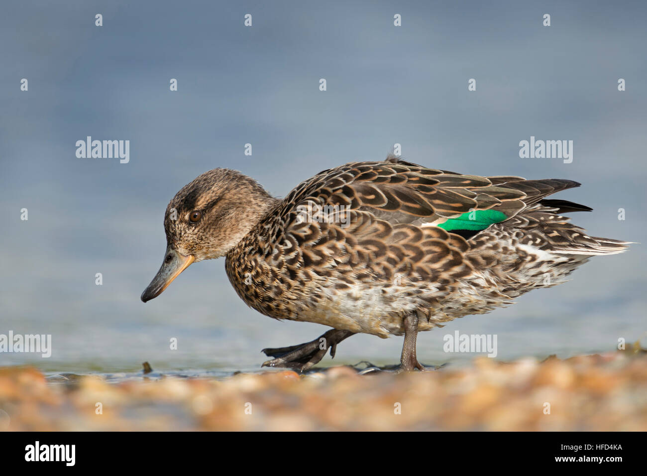 Teal / Krickente ( Anas crecca ), femmine di anatra, in abito di allevamento, camminando su una banca di cozze, alla ricerca di cibo. Foto Stock