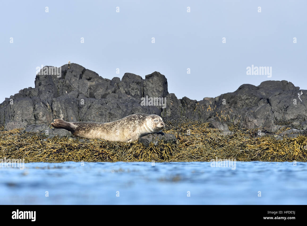 Guarnizione di tenuta del porto (Phoca vitulina) in Occidente fiordi, Islanda. Guarnizione comune. Foto Stock