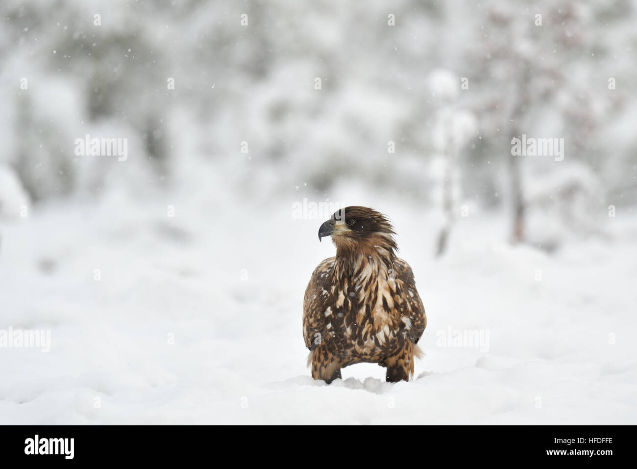 White-tailed eagle sulla neve Foto Stock