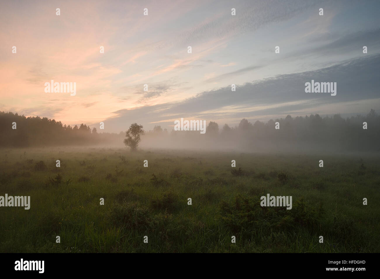Forest prato in estate il tramonto. La nebbia in prato. La nebbia nel prato. Sun glow in prato. Estate Natura. Foto Stock