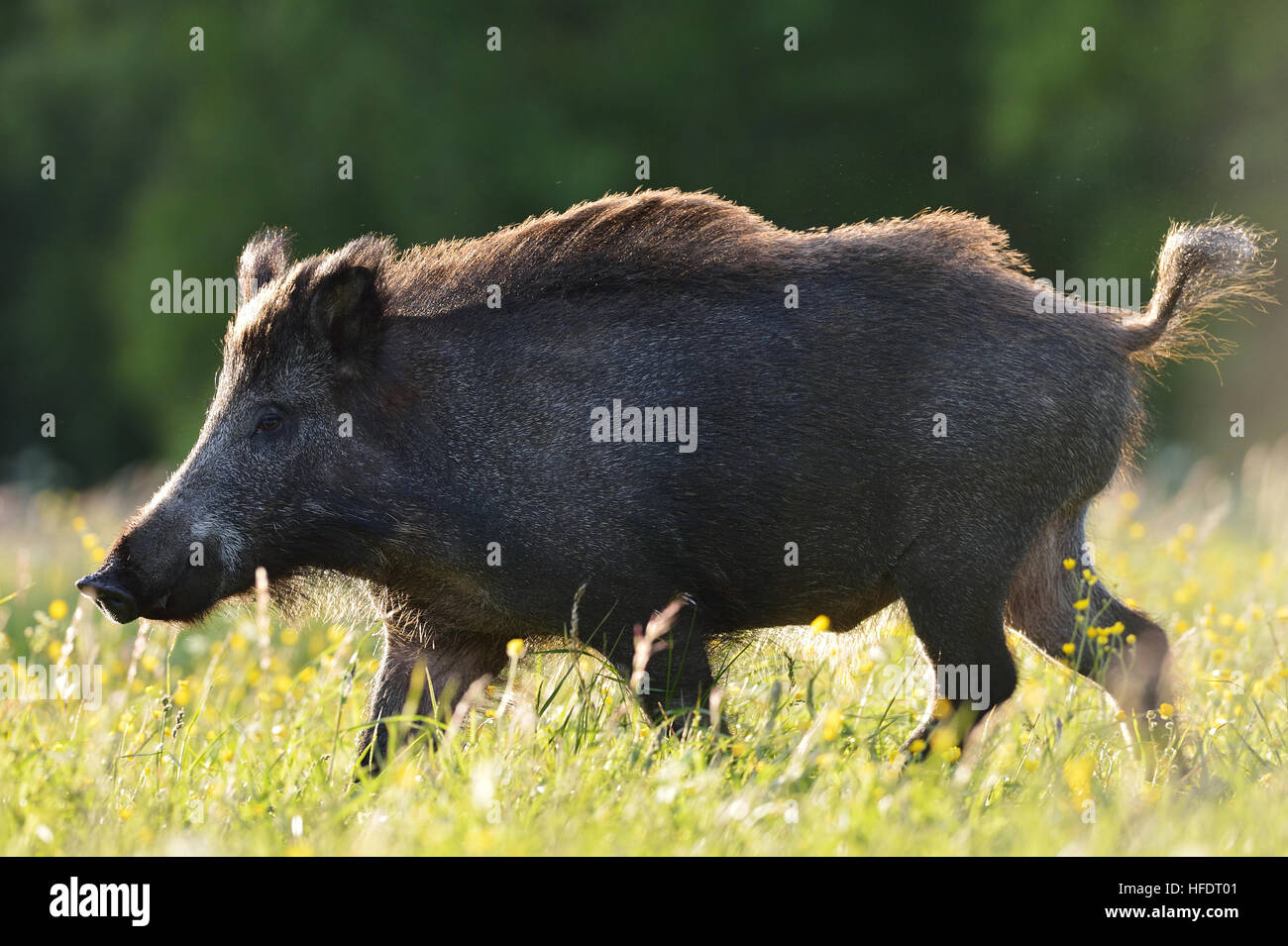 Il cinghiale Foto Stock