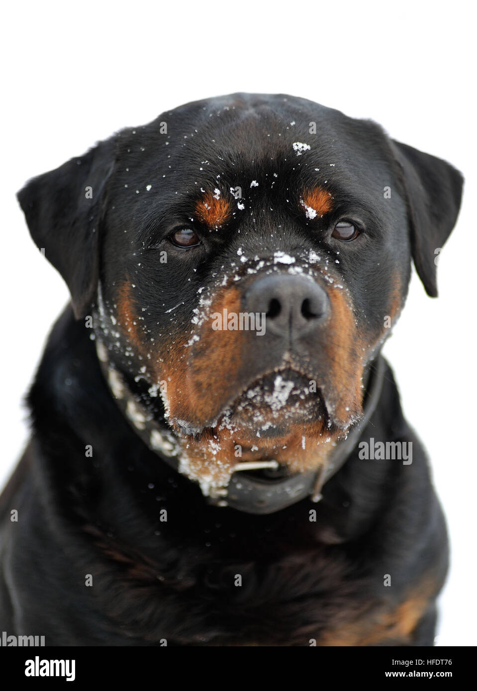 Rottweiler ritratto in inverno Foto Stock