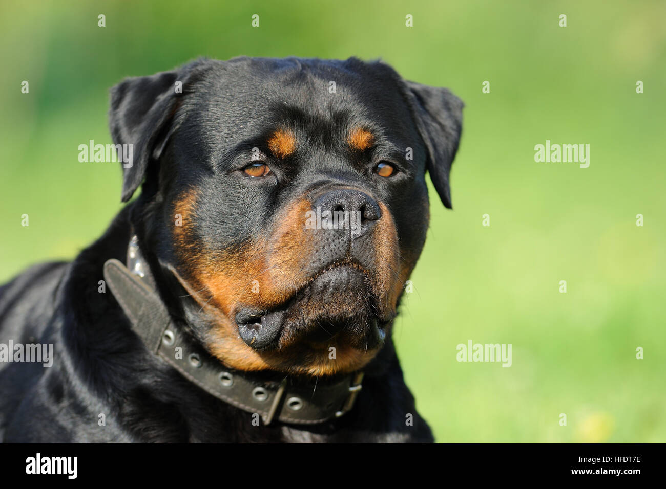 Rottweiler ritratto Foto Stock