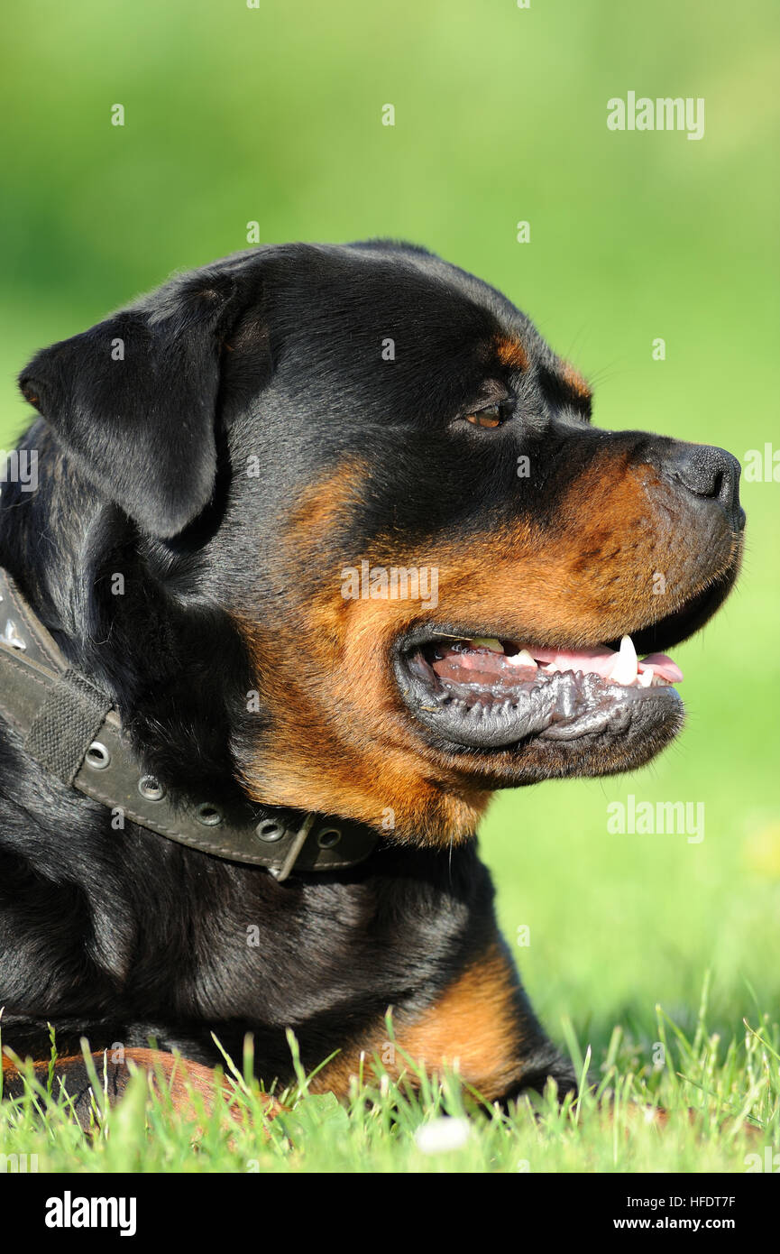 Rottweiler ritratto Foto Stock