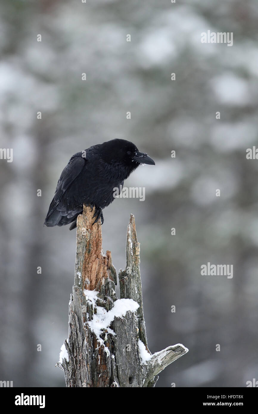 Corvo Imperiale (Corvus corax) su un albero. Uccello intelligente. L'inverno. Foto Stock