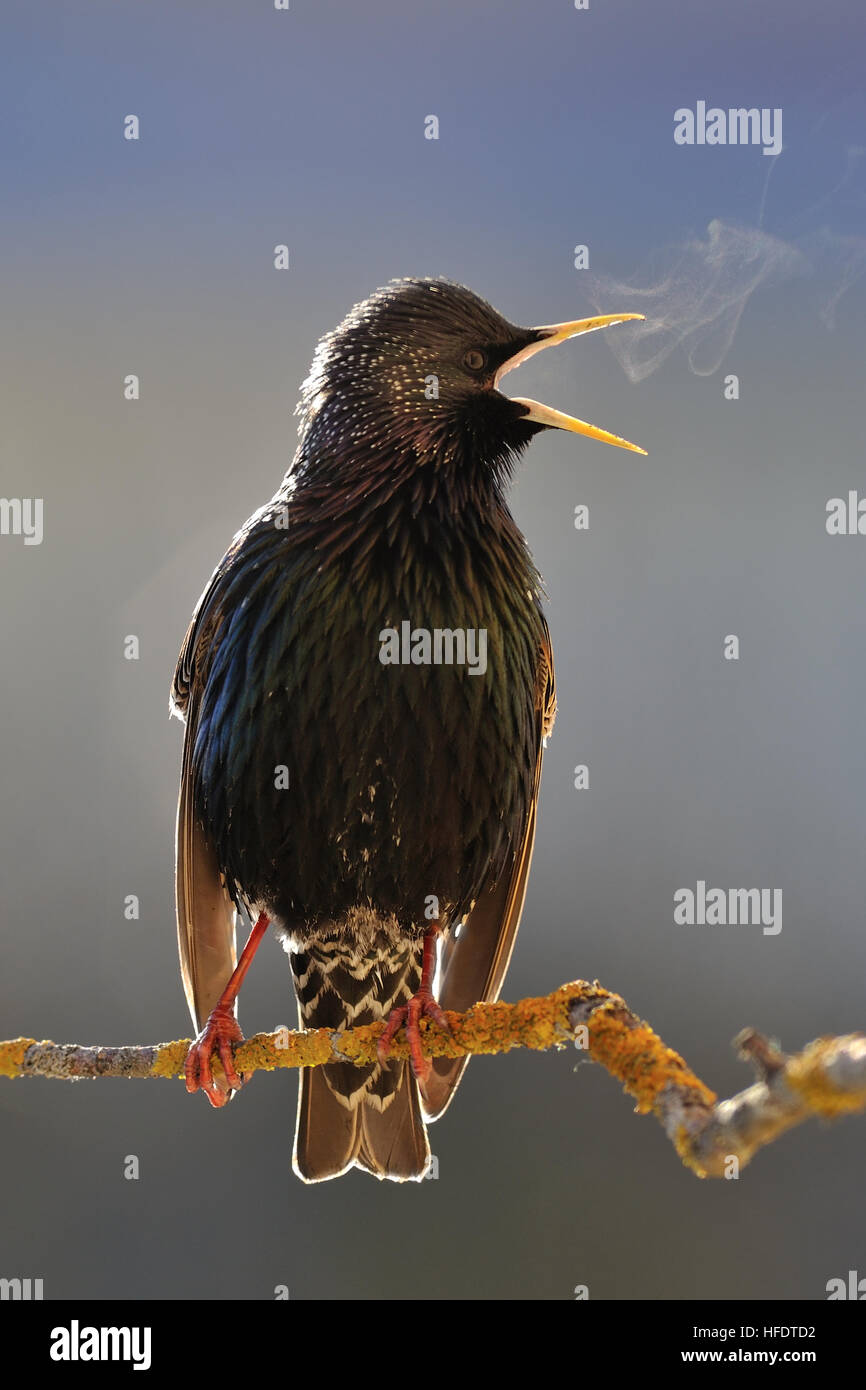 Starling ardente canto Foto Stock