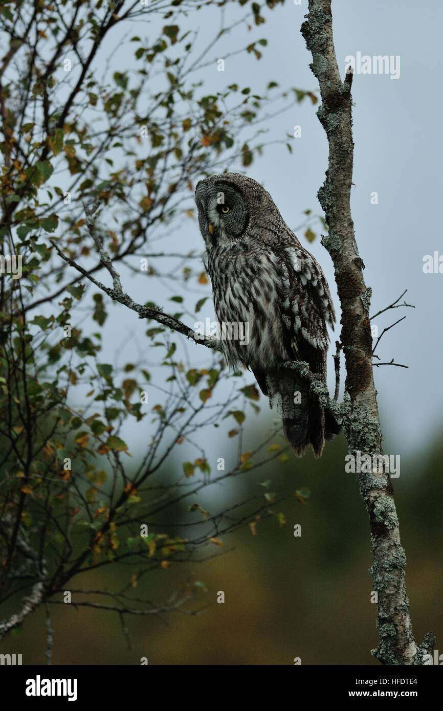 Grande Grigio Allocco (Strix nebulosa) Foto Stock