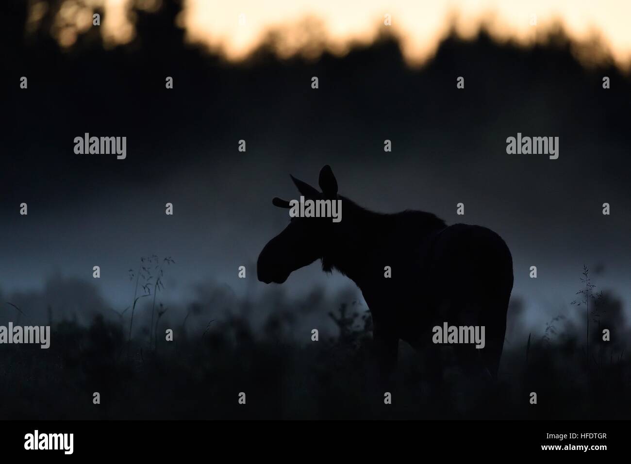 Moose bull di notte le alci silhouette le alci contorno. Foto Stock