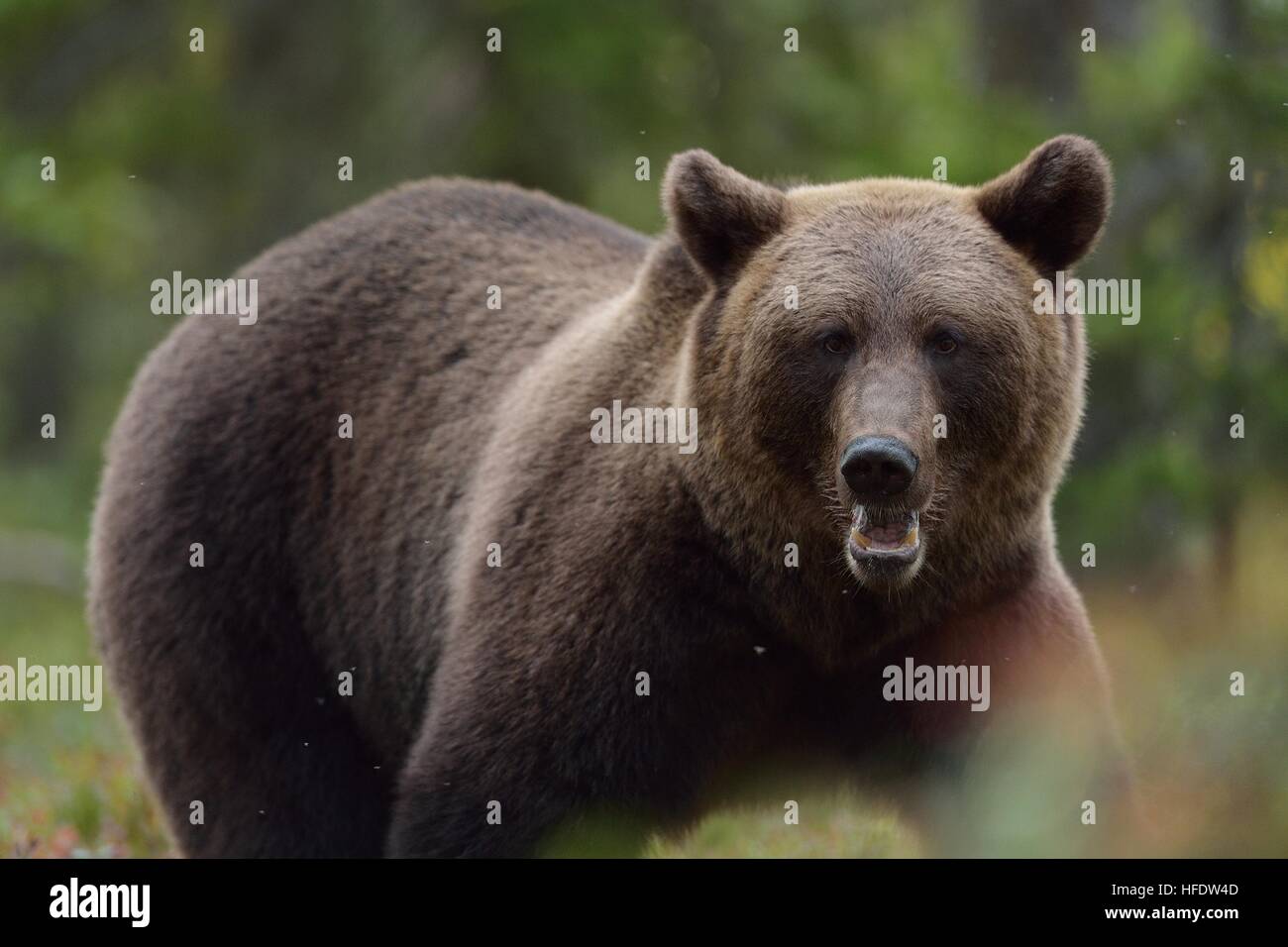 Orso bruno ritratto nella foresta a caduta Foto Stock