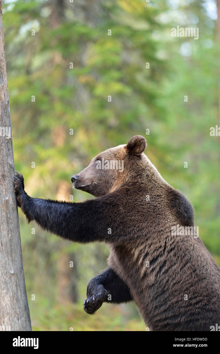 Orso bruno in piedi contro un albero Foto Stock