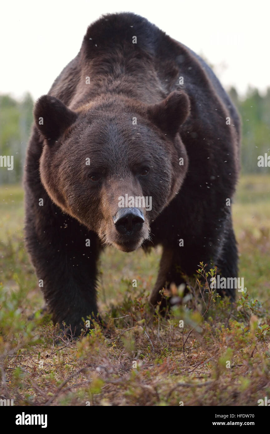 L'orso bruno (Ursus arctos) verticale. Close up. Sostenere la faccia. Zampa. Artigli. Orso selvatico. Foto Stock