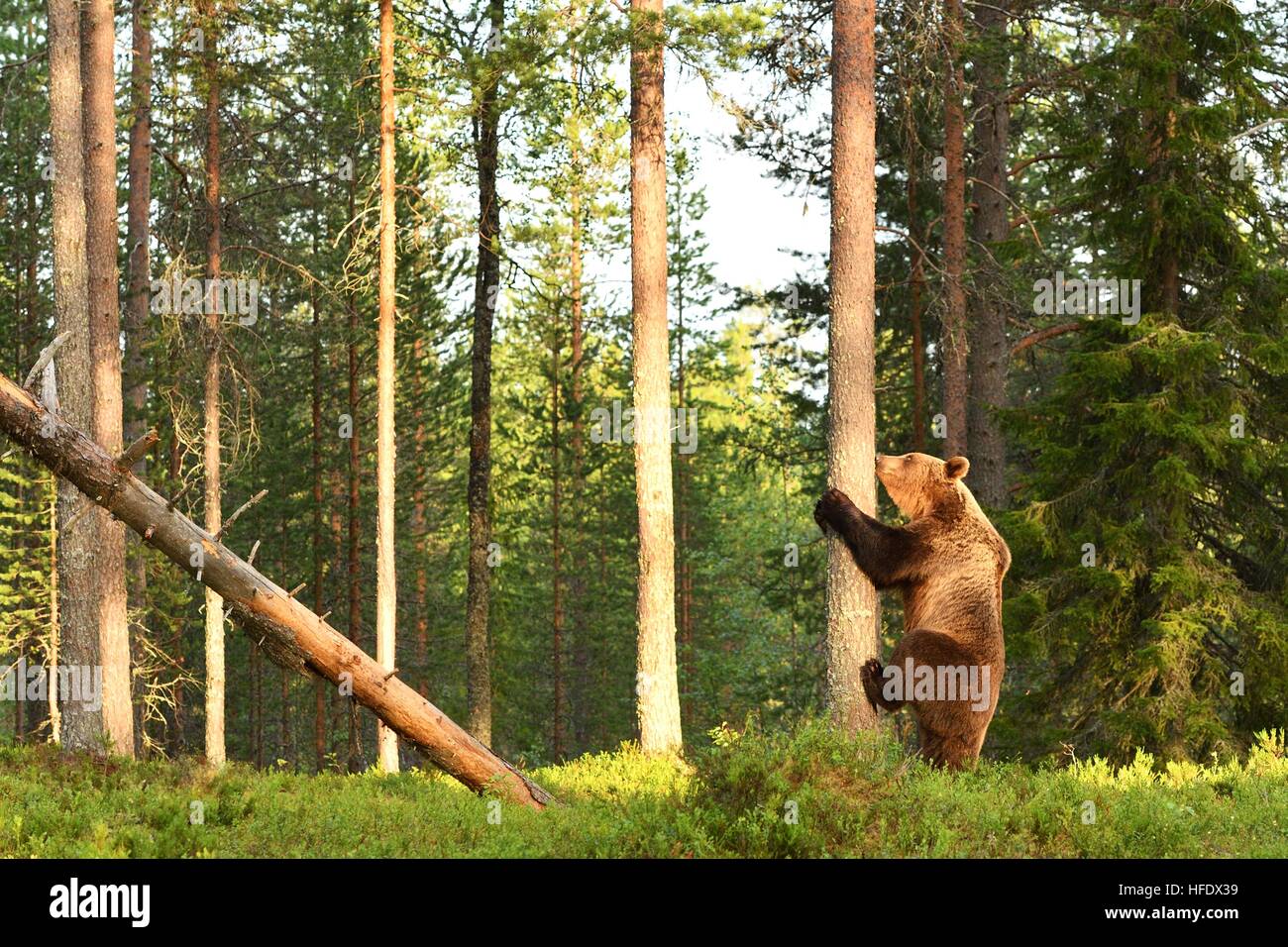 Unione orso bruno di iniziare a salire su un albero. Recare nella foresta. Foto Stock