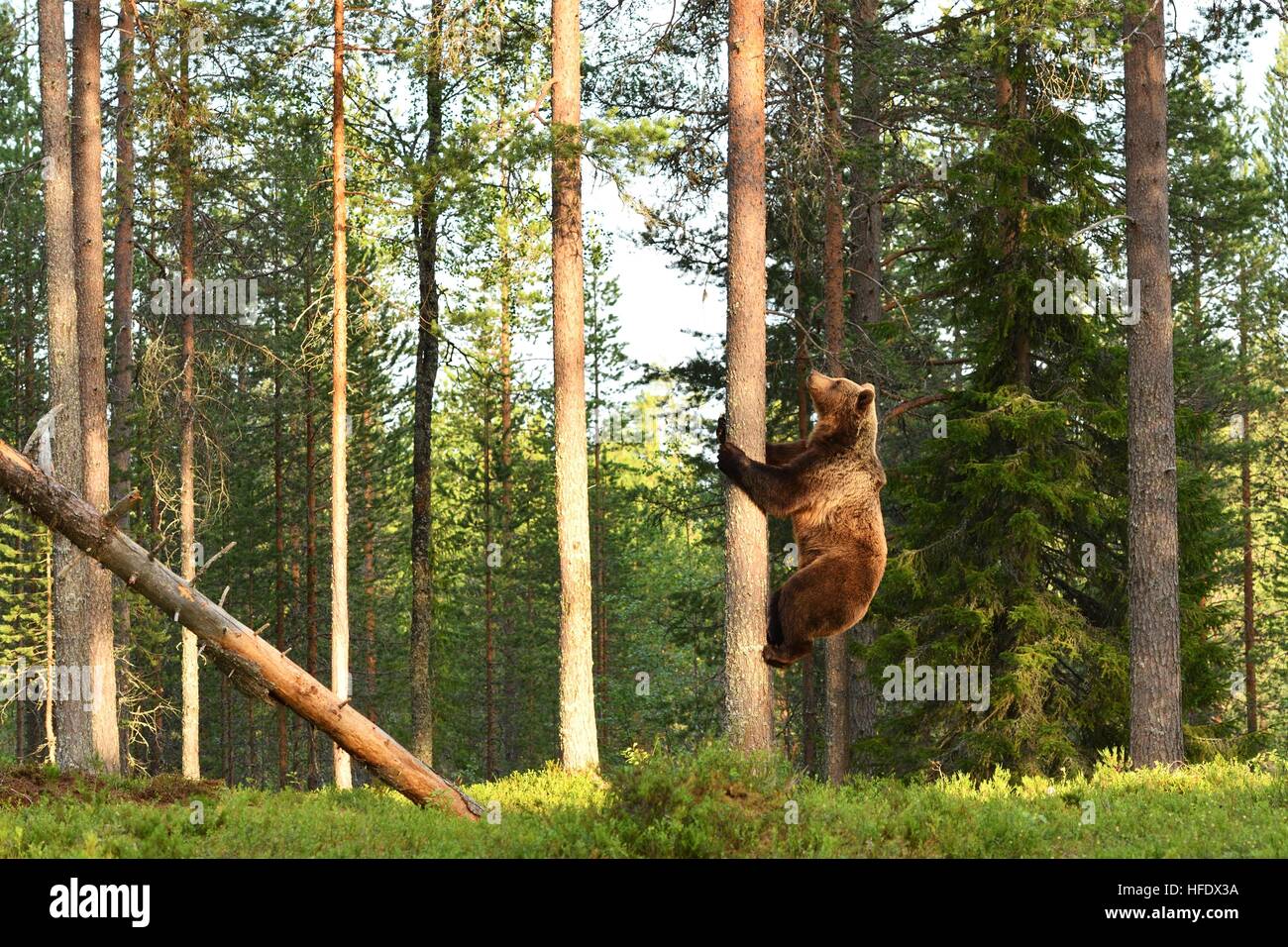 Orso bruno arrampicata su un albero nella foresta Foto Stock