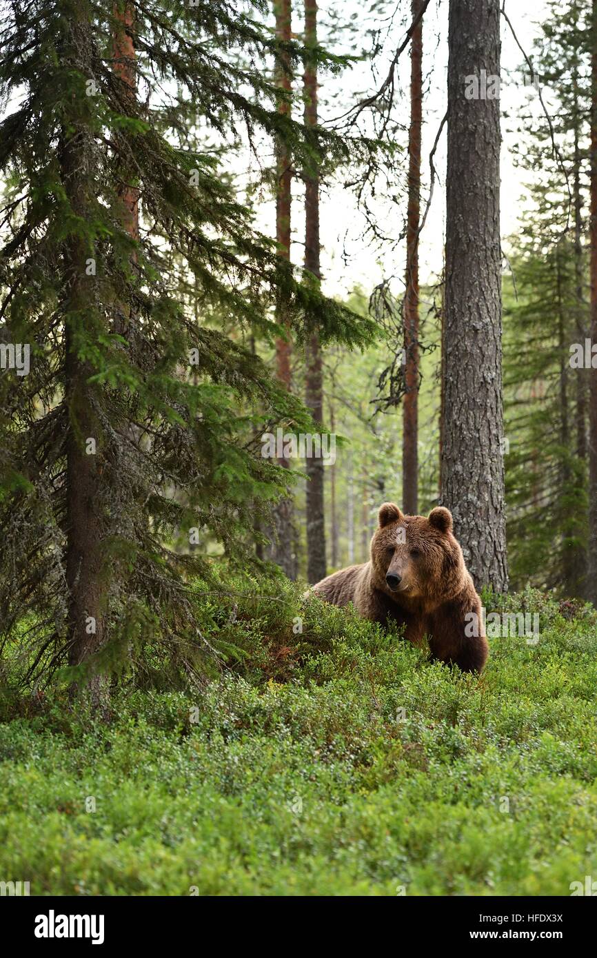 Europea di orso bruno in foresta. Orso selvatico. La Finlandia. Foto Stock