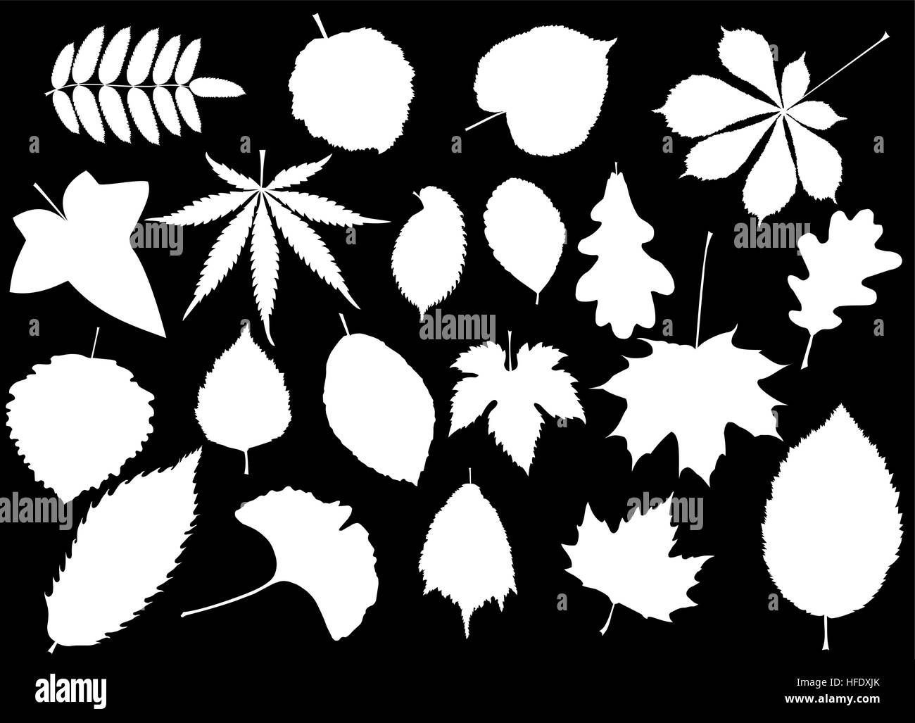 Foglie di albero ,sycamore,pioppo quercia,,calce,maple,ginkgo,elm, castagneti,il faggio,betulla, ash,rowan,ivy,marijuana,carpino,alder,fig,buckeye, Illustrazione Vettoriale