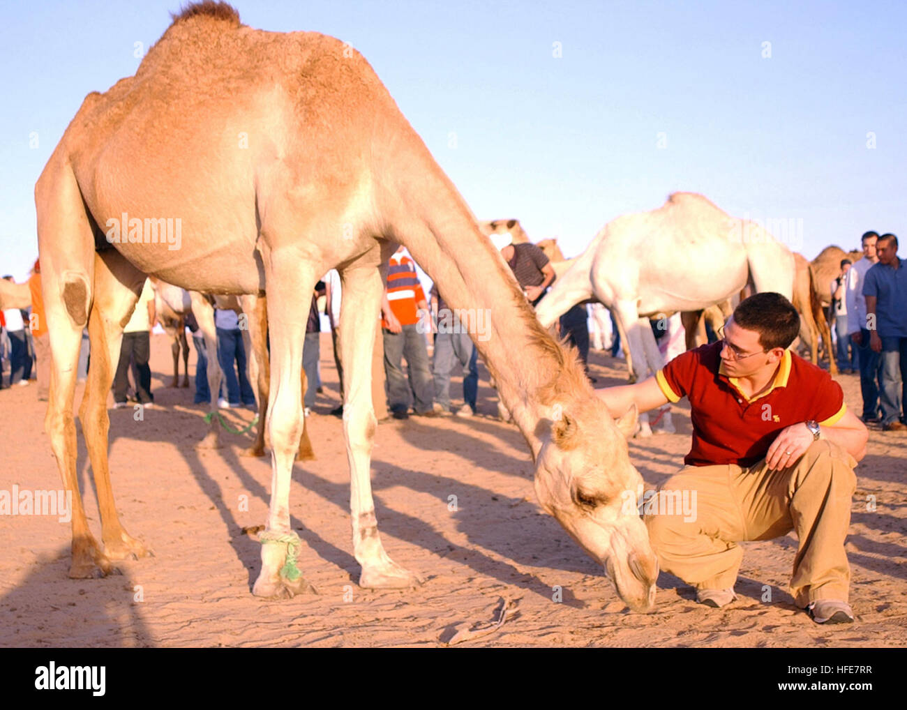 050106-N-6495K-074 Jebel Ali, Arabi Uniti emigra (GEN. 6, 2005) - Un marinaio animali domestici un cammello durante un tramonto safari tour in Jebel Ali, Arabi Uniti emigra (U.A.E). La Nimitz-class portaerei USS Harry Truman (CVN 75) trascorso un programmato quattro giorni di visita porta in Jebel Ali, U.A.E. Carrier aria Wing tre (CVW-3) imbarcato a bordo di Truman è in grado di fornire aria vicino sostegno e conduzione di intelligenza, missioni di sorveglianza e ricognizione sull'Iraq. Il Truman Strike gruppo è su un regolarmente la distribuzione programmata a sostegno della guerra globale al terrorismo. Stati Uniti Navy foto di PhotographerÕs Mate aria Foto Stock