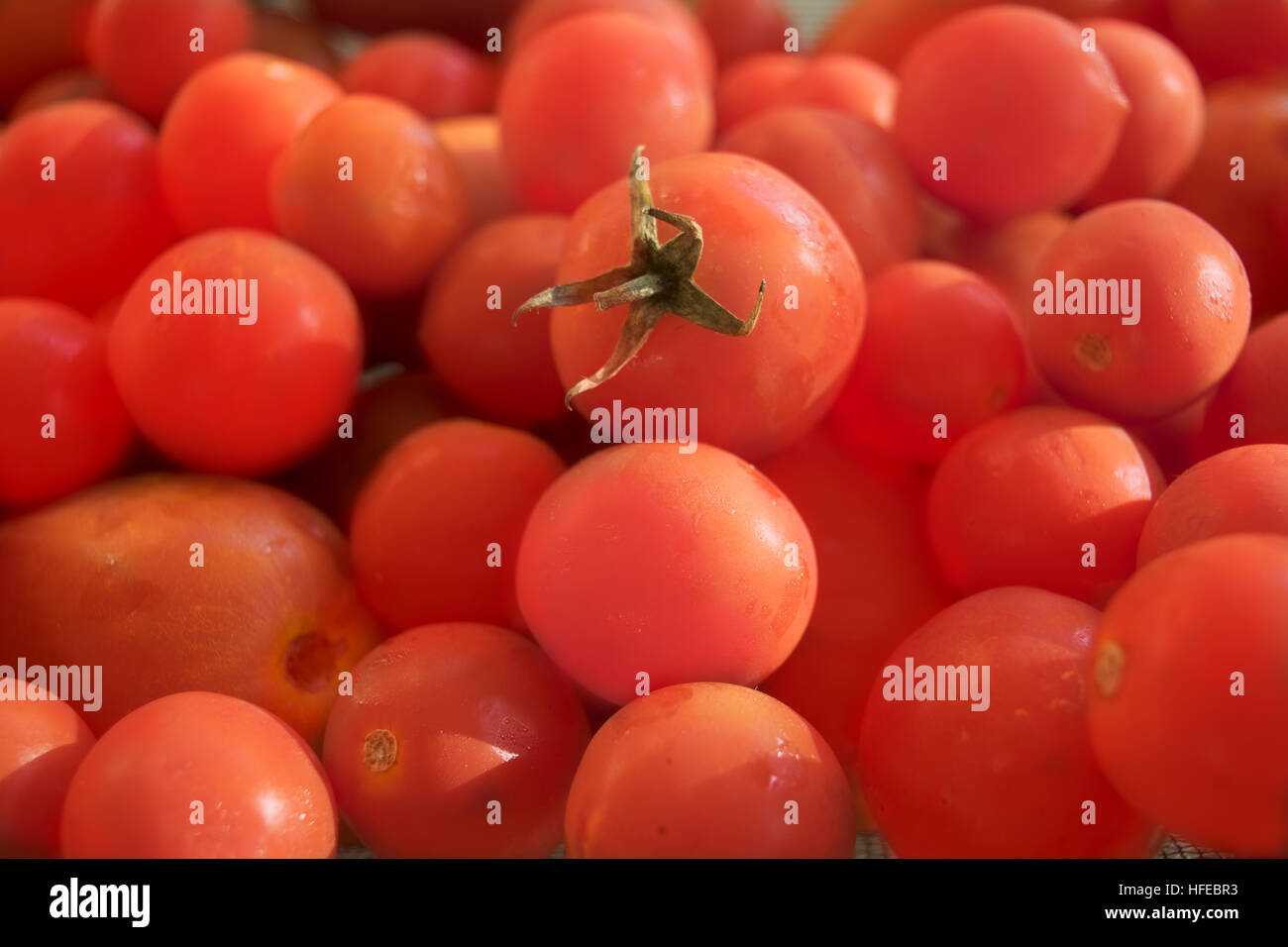 Primo piano di ripe organic pomodori ciliegia chiamato il pomodoro di Pachino Foto Stock