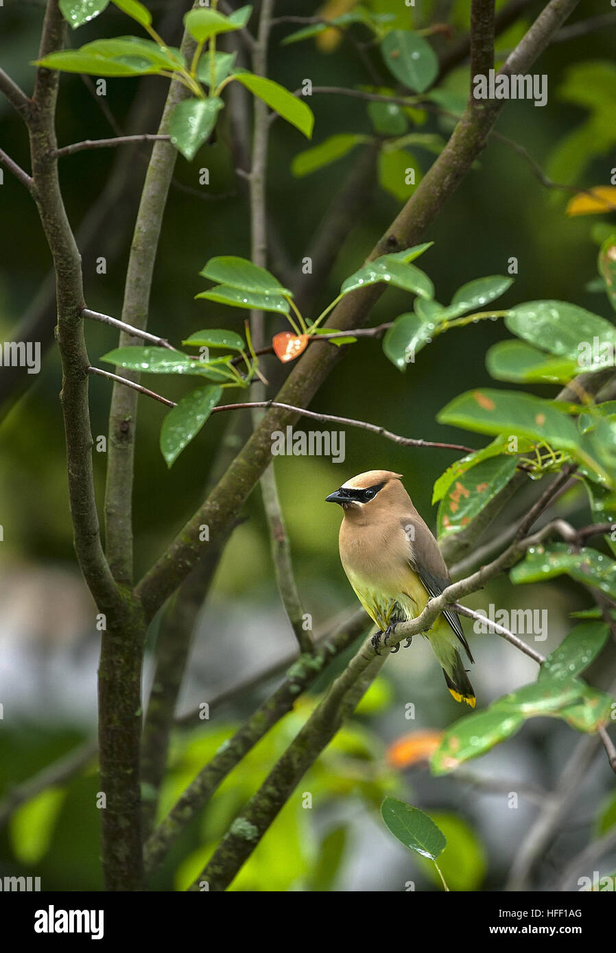 Un Cedro Waxwing bird, Bombycilla cedrorum, appollaiato in un albero con foglie di bagnato. Foto Stock