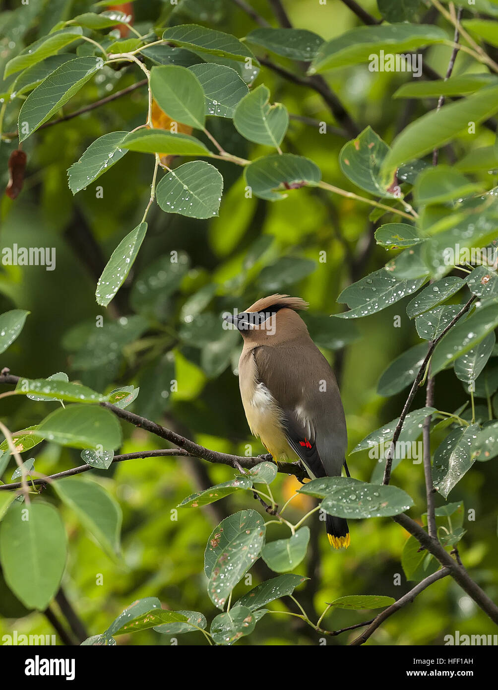 Una solitaria di cedro, Waxwing Bombycilla cedrorum, appollaiato in un albero con foglie di bagnato. Foto Stock