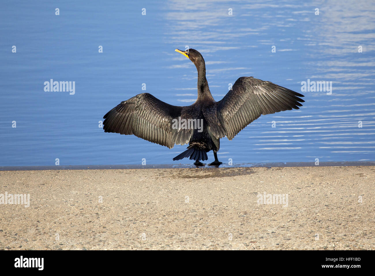 Un doppio-crestato, cormorano Phalacrocorax auritus, sta con le ali stese ensoleillement ed asciugando le sue piume. Foto Stock