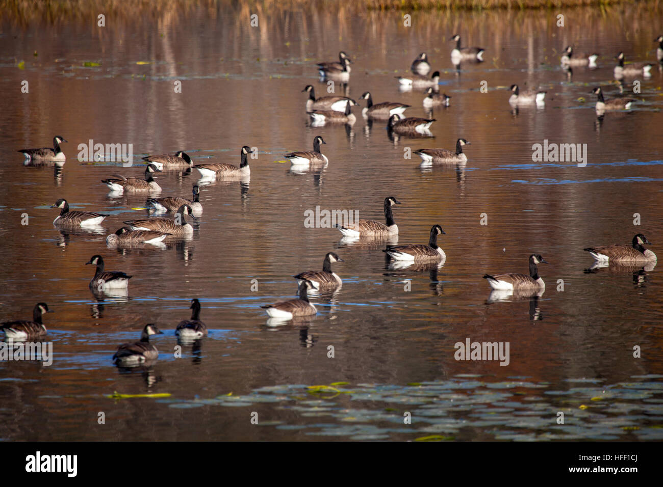 Un branco di oche del Canada, Branta canadensis, pausa sul laghetto di Annone a Lisbona, New Hampshire, Stati Uniti d'America durante la loro caduta la migrazione. Foto Stock