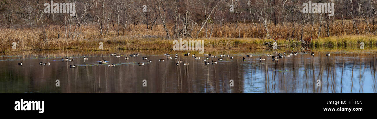 Panorama di un branco di oche del Canada, Branta canadensis, prendendo una migrazione fermata su di un piccolo stagno nel New Hampshire, Stati Uniti d'America. Foto Stock