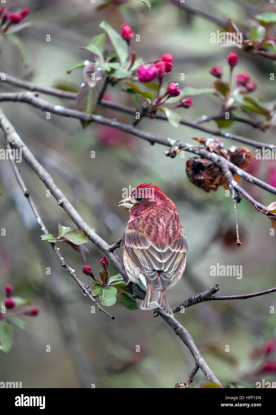 Viola Finch, Haemorhous purpureus, è stato uccello del New Hampshire, Stati Uniti d'America. Foto Stock