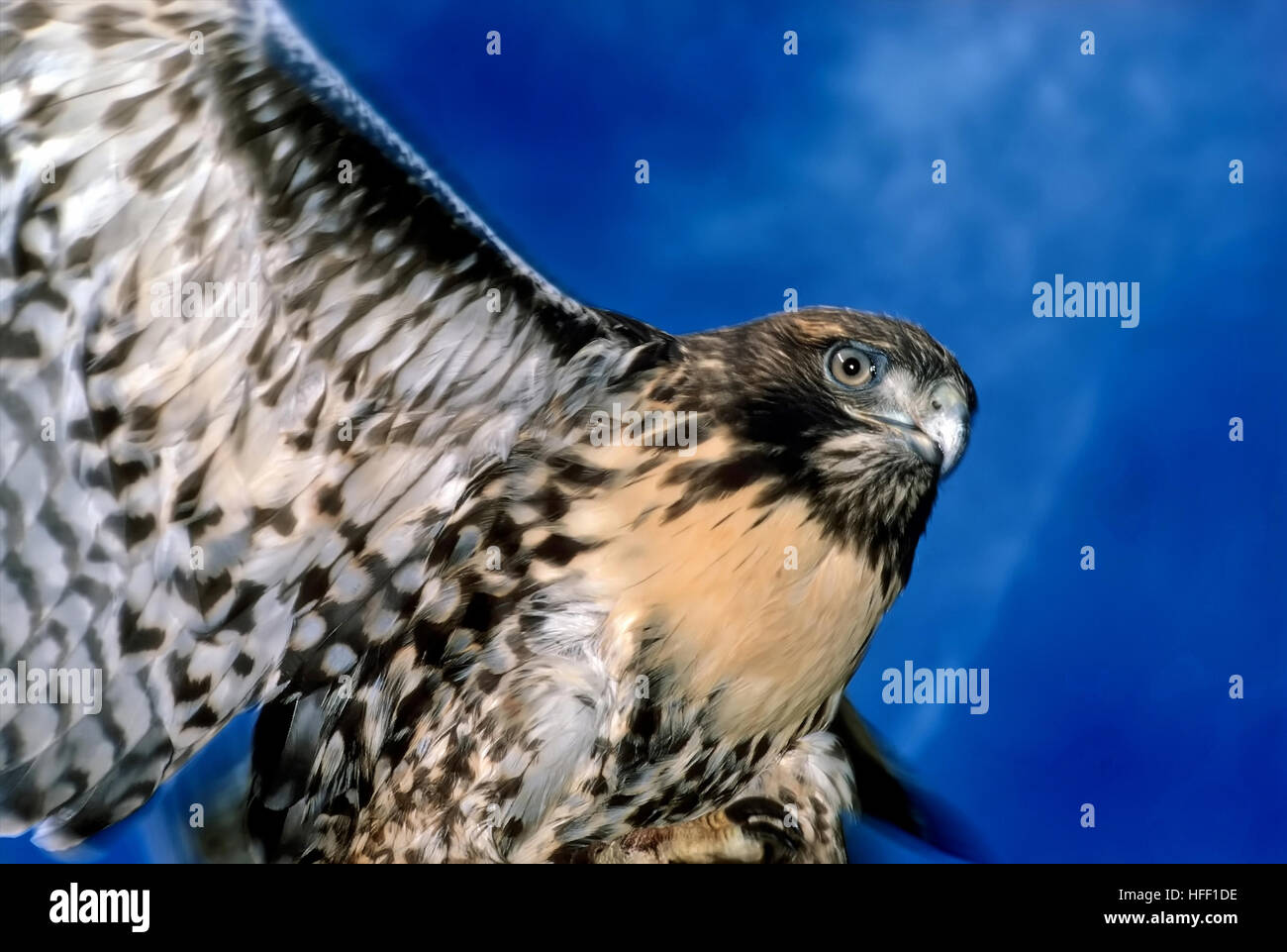 Adulto battenti Red-tailed Hawk, Buteo jamaicensis, mostrando underbelly distintivo di colorazione e multi-piume colorate. Foto Stock